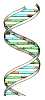 DNA
